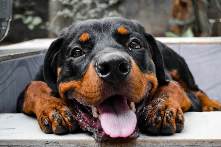 Le Rottweiler : caractère, santé et alimentation