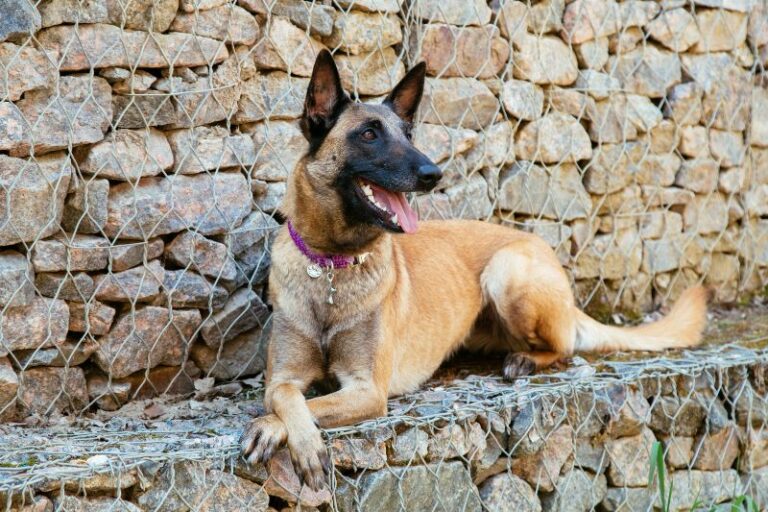 Le Malinois : prix, caractère, éducation, santé et alimentation